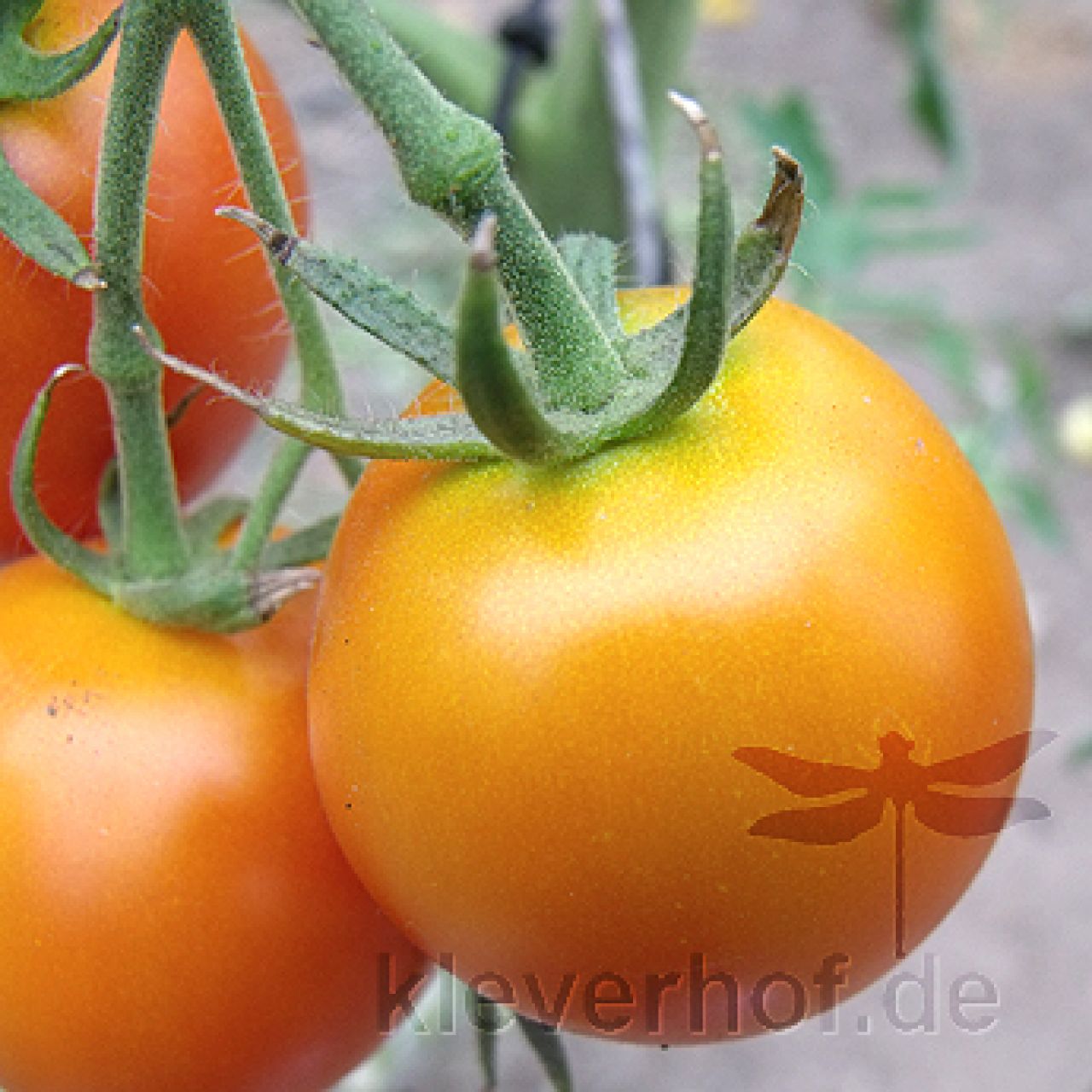 Saatgut / Samen von der Tomate Orange Favourite
